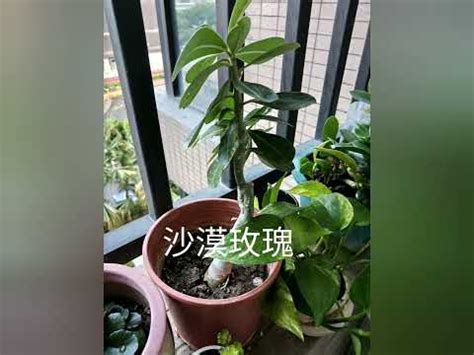 適合西曬的植物|西曬陽台適合種什麼？打造西曬陽台觀賞指南 